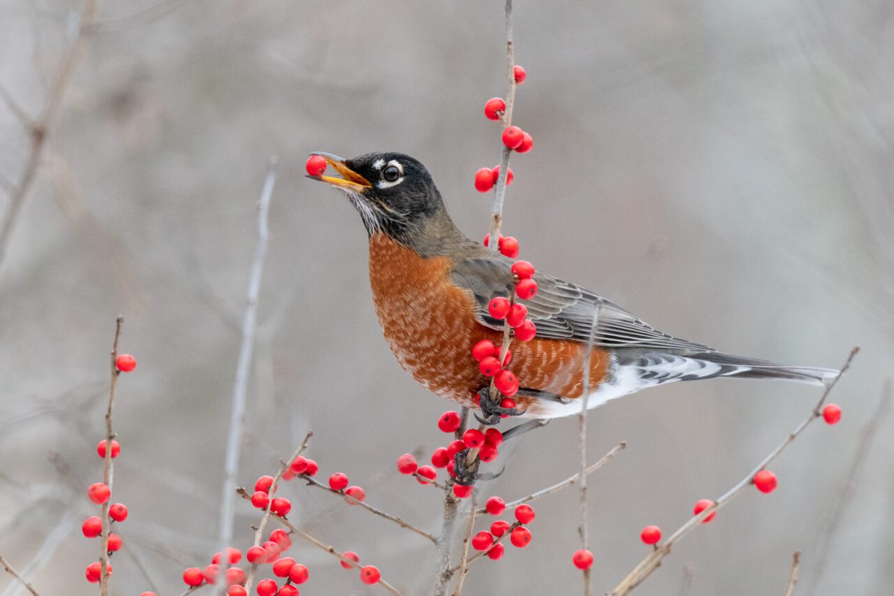 The American Robin is a bright rust-colored chested bird with a black and gray head accompanied by a white eye-ring is eating a plump red berry from the end of a shrub.