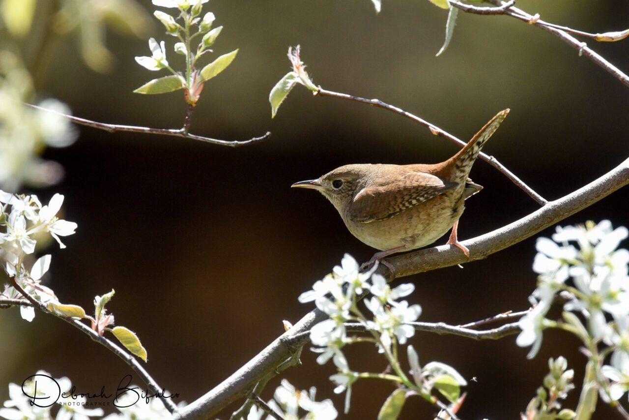 Small brown wren perched on a flowering tree with white petals.