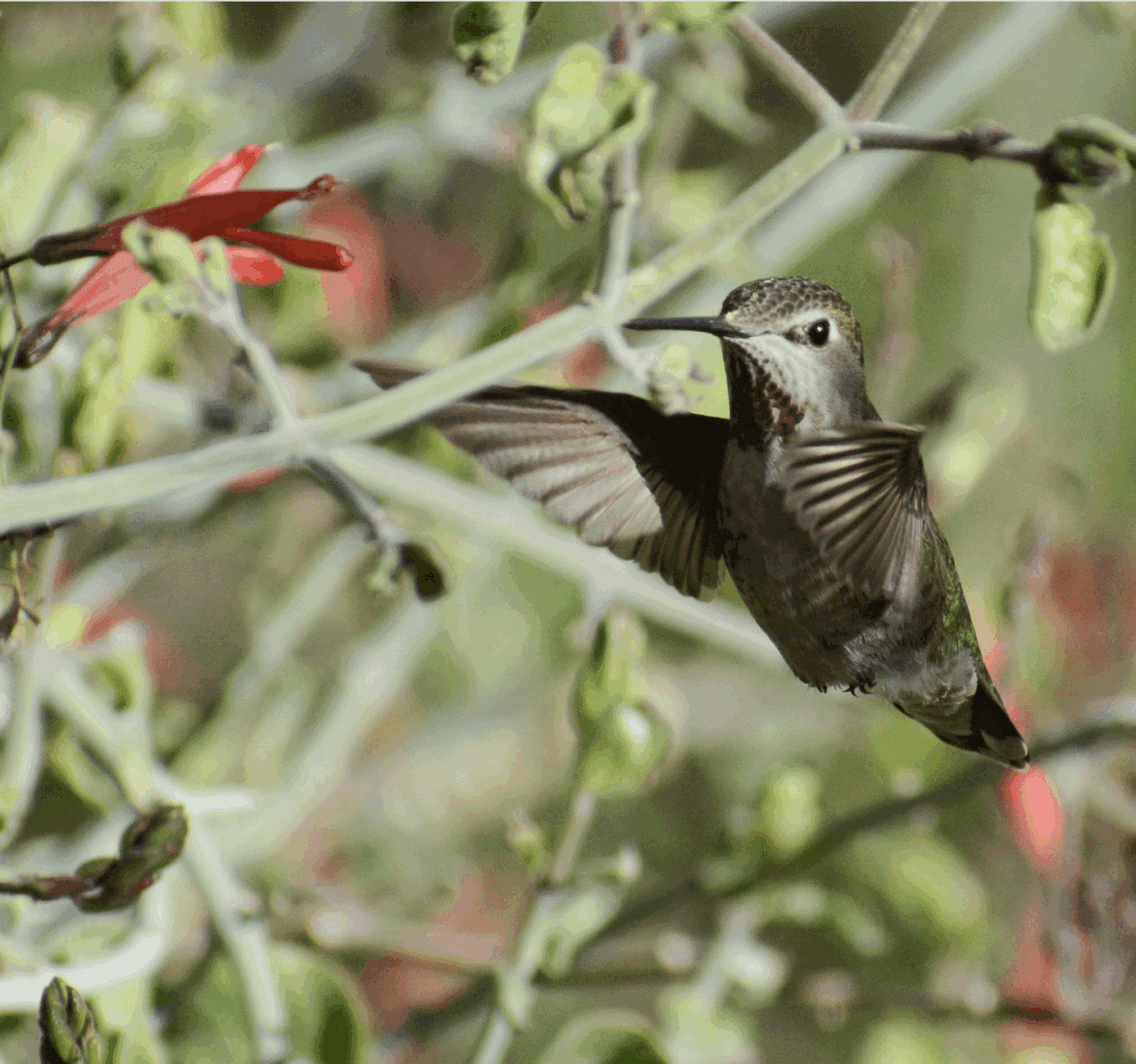 Olive-colored hummingbird feeding on a red flowered shrub.