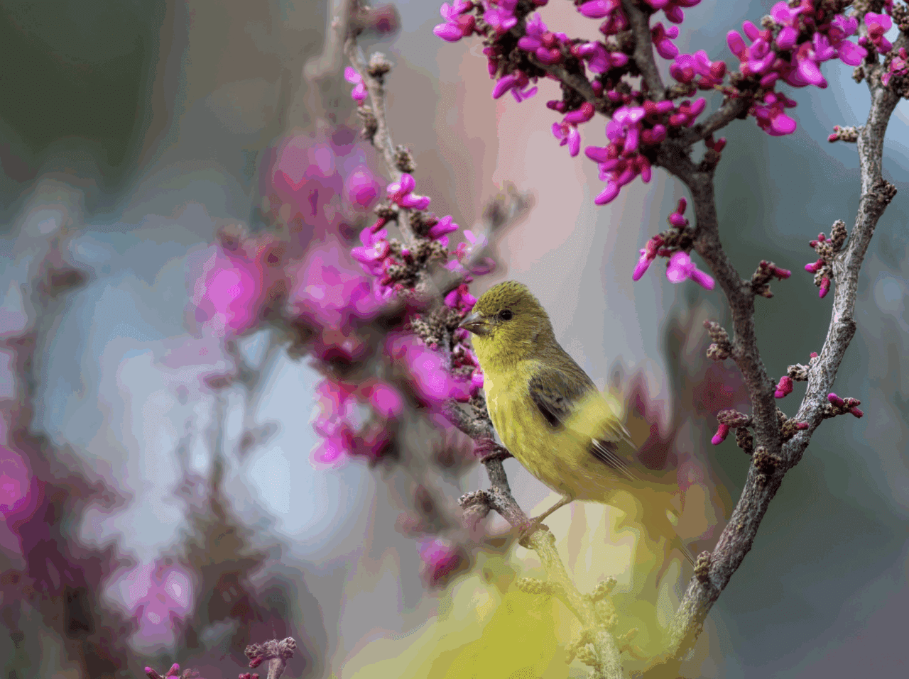 Yellow and olive bird perched in a tree with bright fuchsia buds about to open.