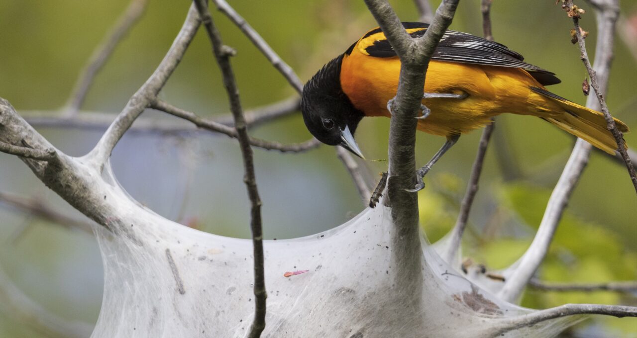 Orange and black Baltimore Oriole harvesting moth caterpillars from a nest in the trees.