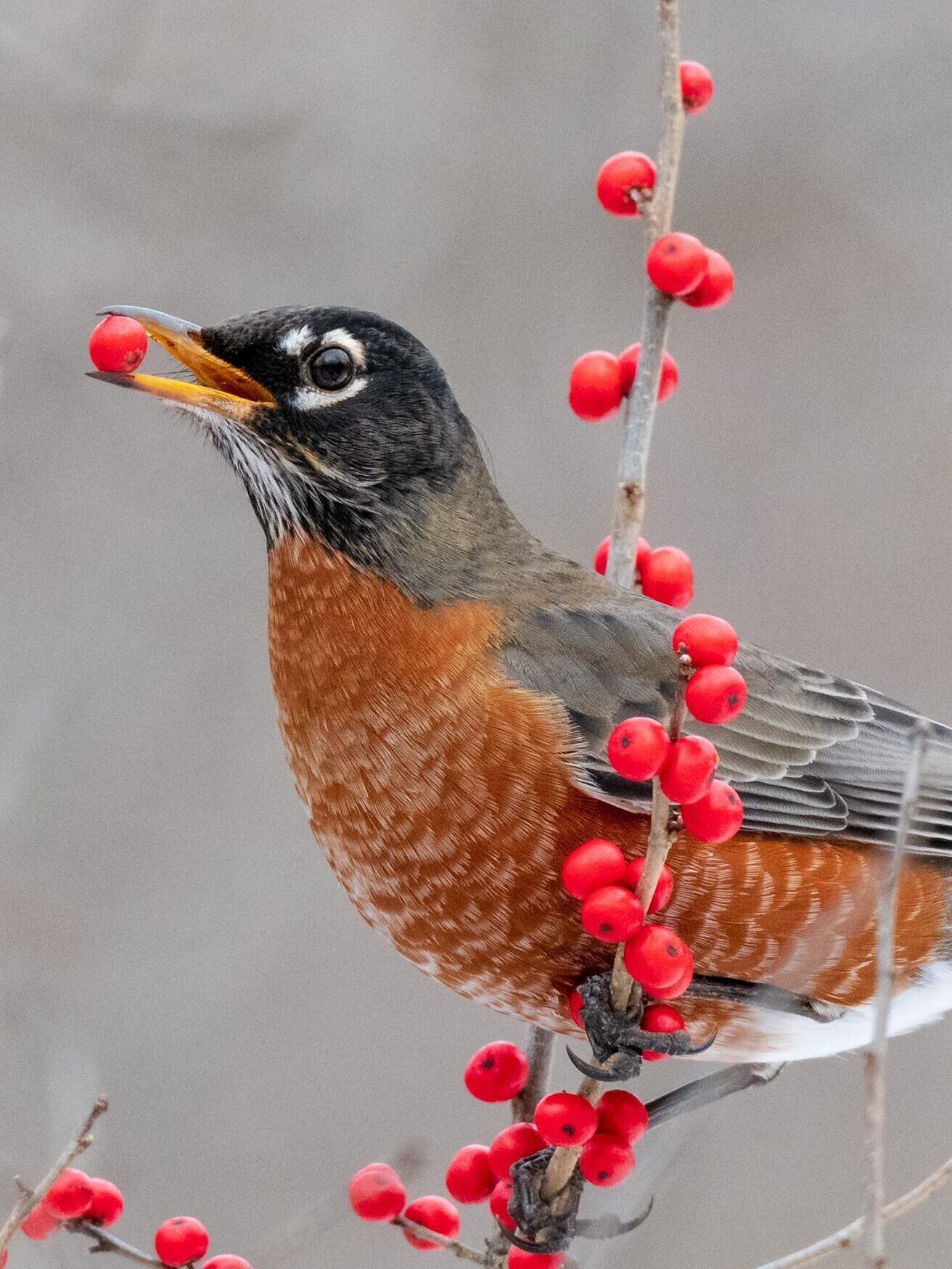The American Robin is a bright rust-colored chested bird with a black and gray head accompanied by a white eye-ring is eating a plump red berry from the end of a shrub.