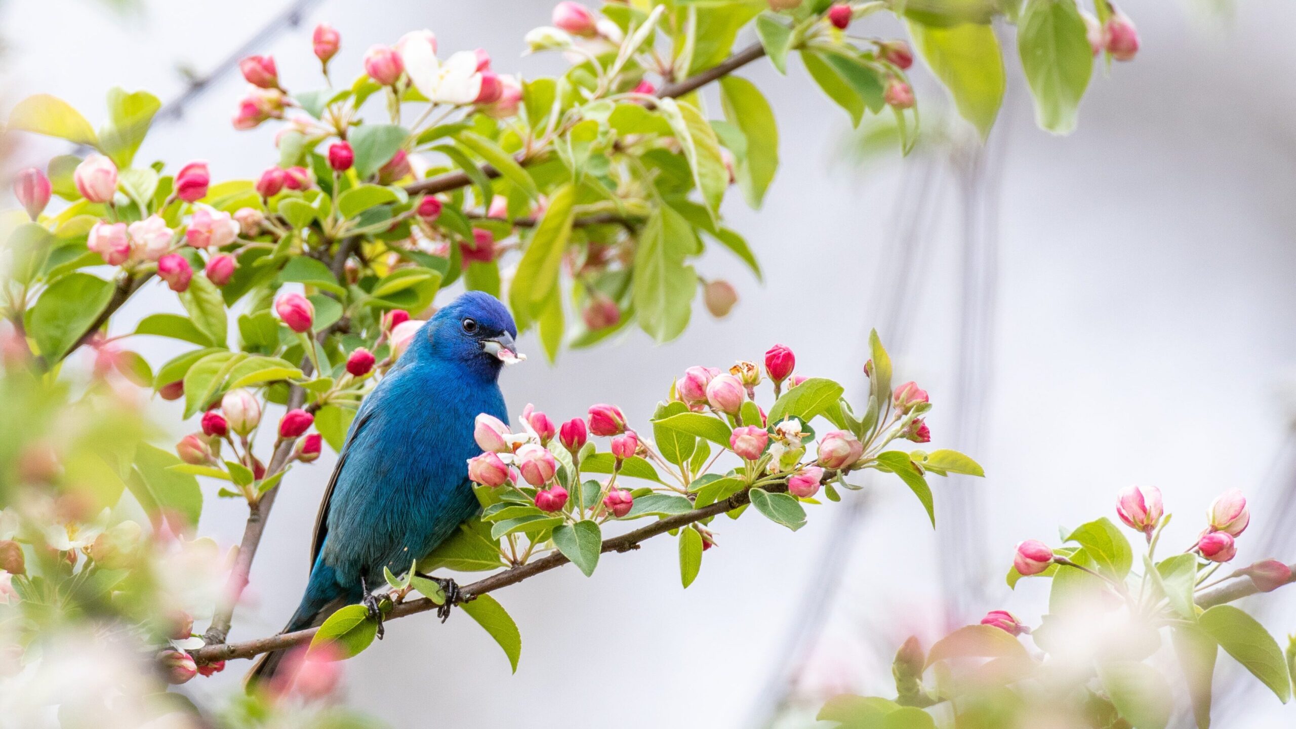 Bright blue birds on a flowering crab apple tree with white and pink buds.
