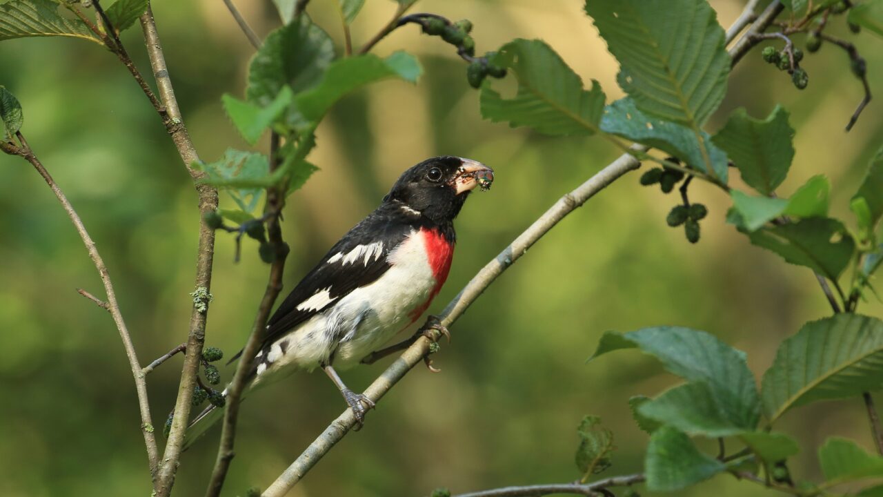 Black and white with a red throat Rose-breasted Grosbeak with a brown and green Japanese beetle in its beak perked on a tree.