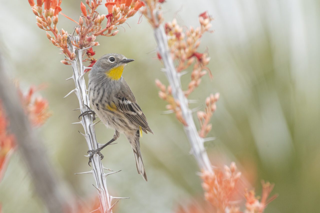 Brown, gray, and white mottled bird with a yellow throat and yellow on wings balancing on the stalk of a dry pointy stalk with bright orange flower.