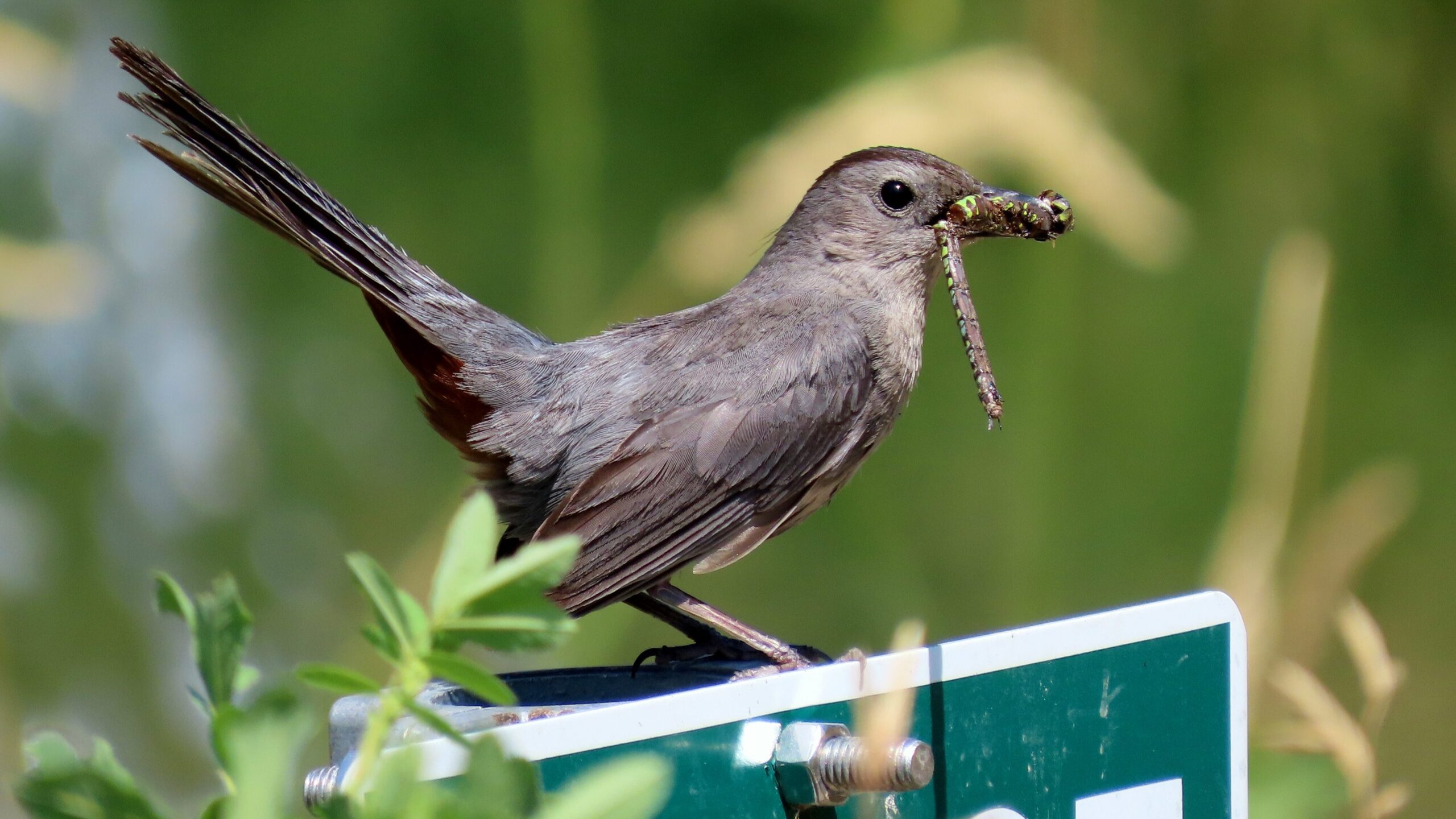 Gray bird with caterpillars hanging from its beak perched on a metal sign.