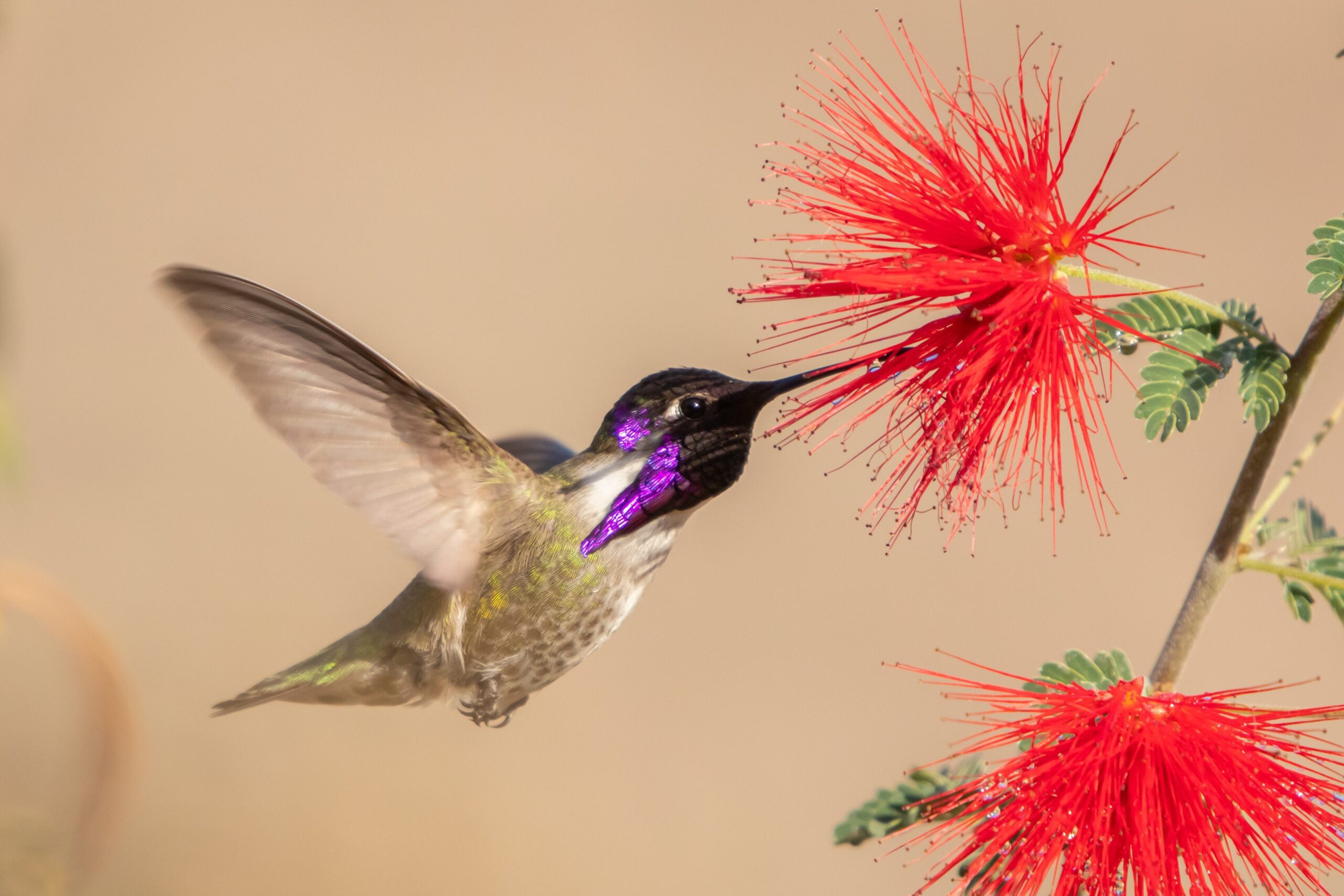 Purple throated Costa's Hummingbird feeding on a spiky red flowering plant.