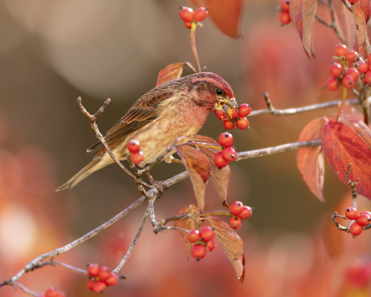 Brown birds with a red neck and head eating a bright red fruit.
