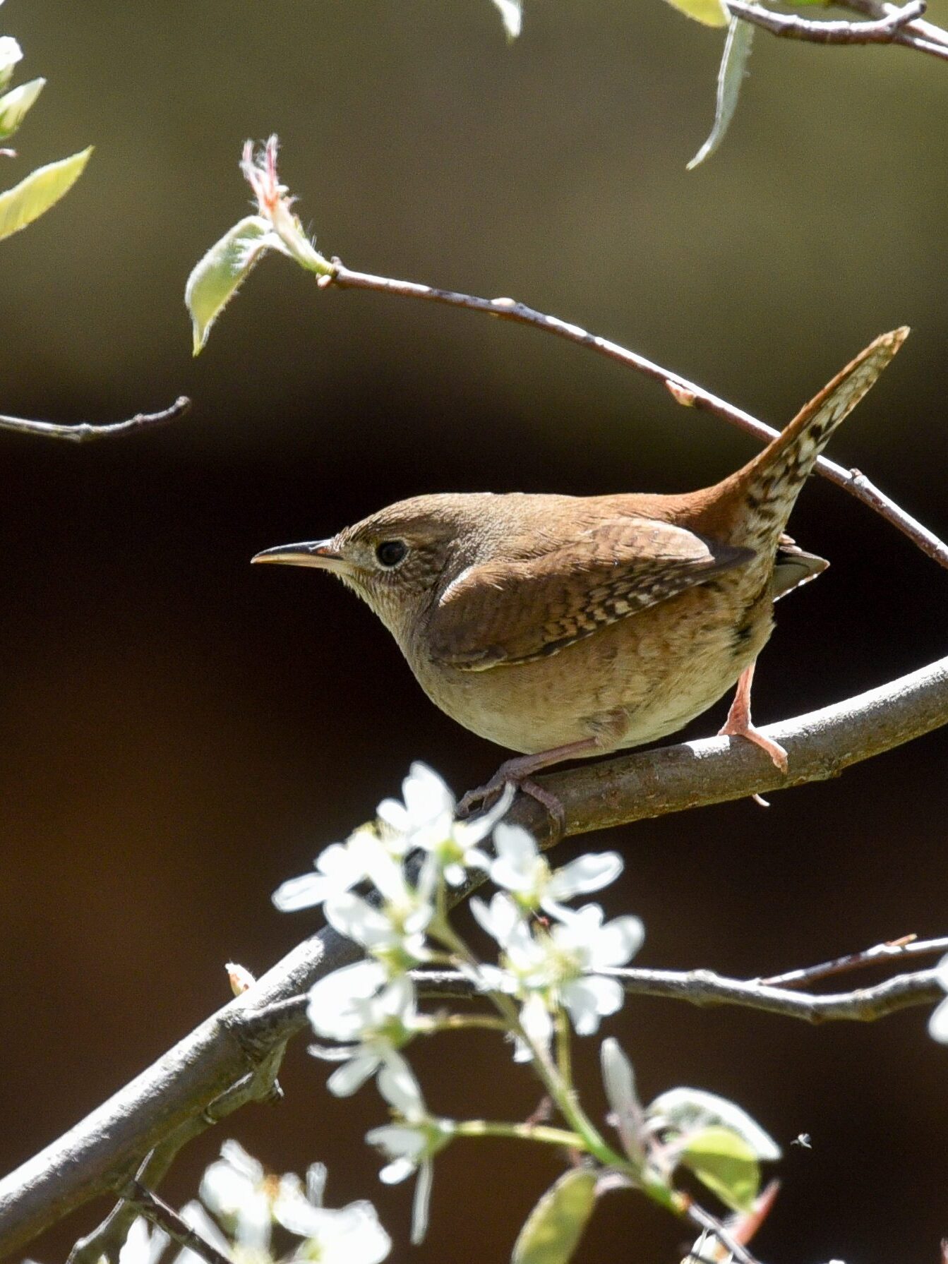 Small brown wren perched on a flowering tree with white petals.