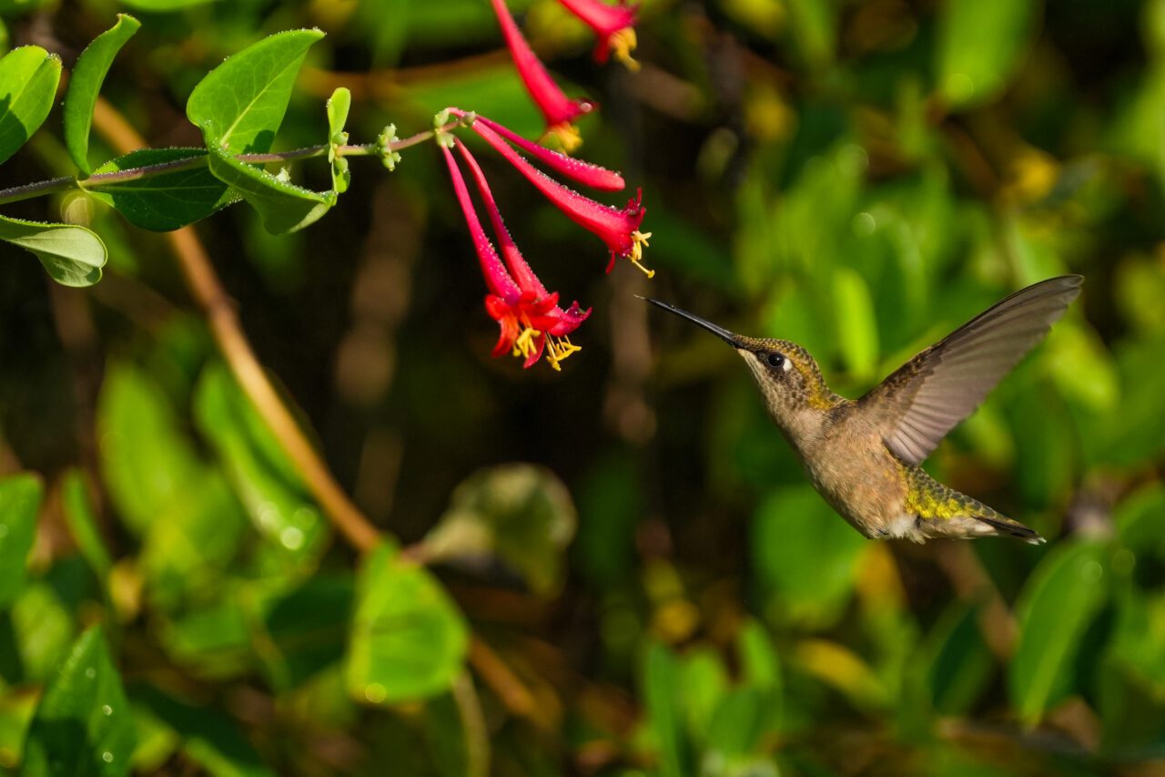 Brown and green Ruby-throated Hummingbird feeding on a bright red flower with a yellow center.