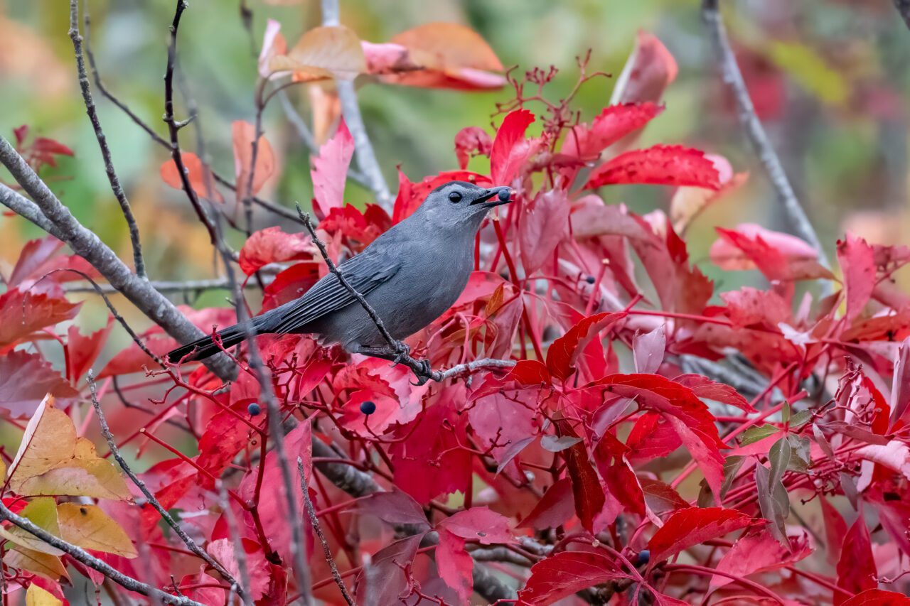 Gray catbird with berry in its beak on a bright red shrub.