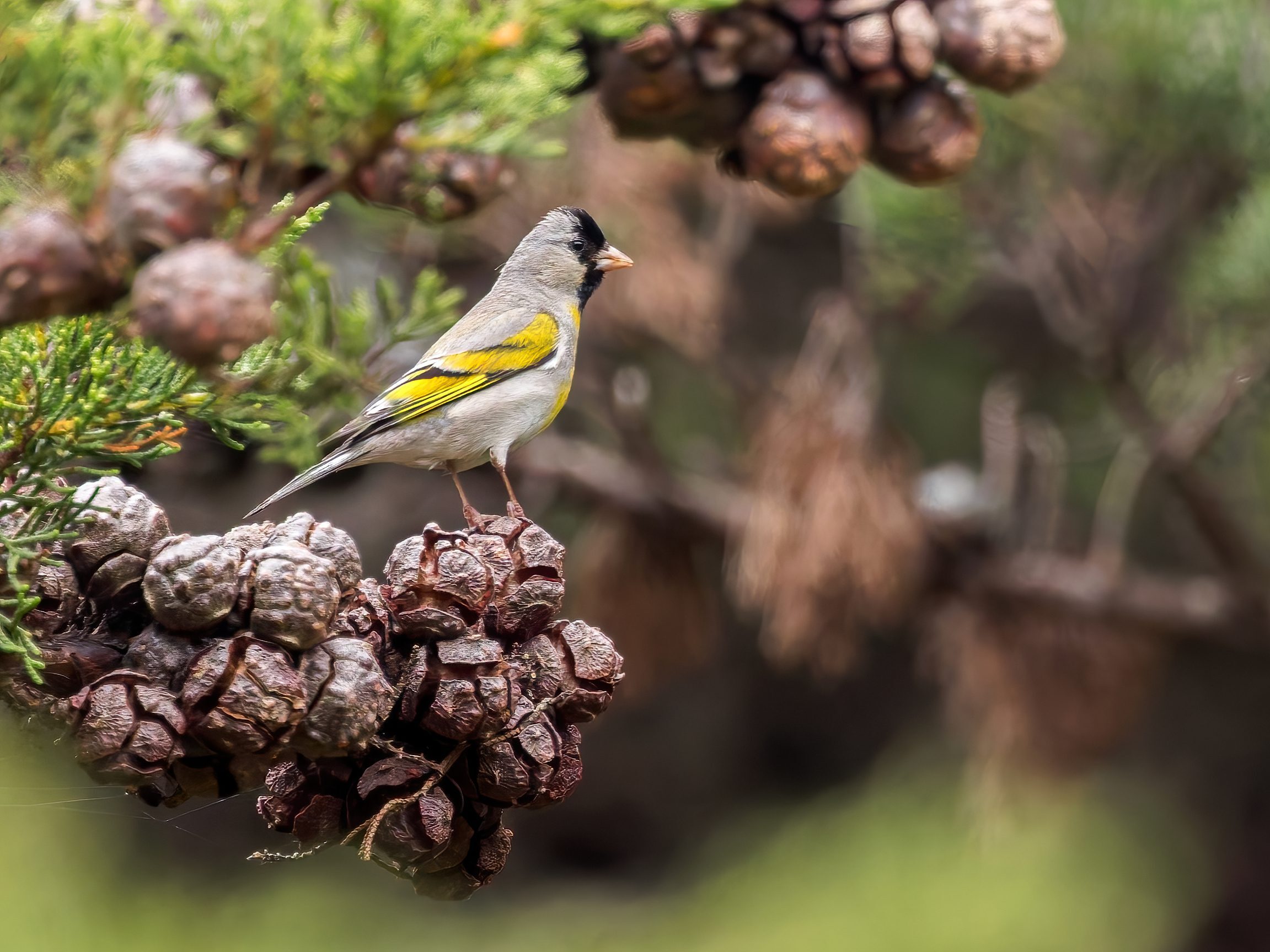 A small gray bird with a black mask and yellow wing bars perched on the small brown cones of a cypress tree.