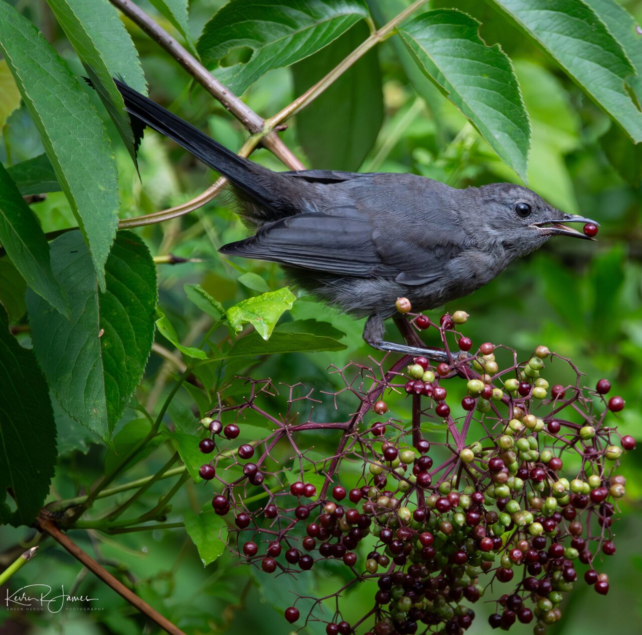 Gray Catbird eating purple berries off a flower cluster at the end of a green shrub.