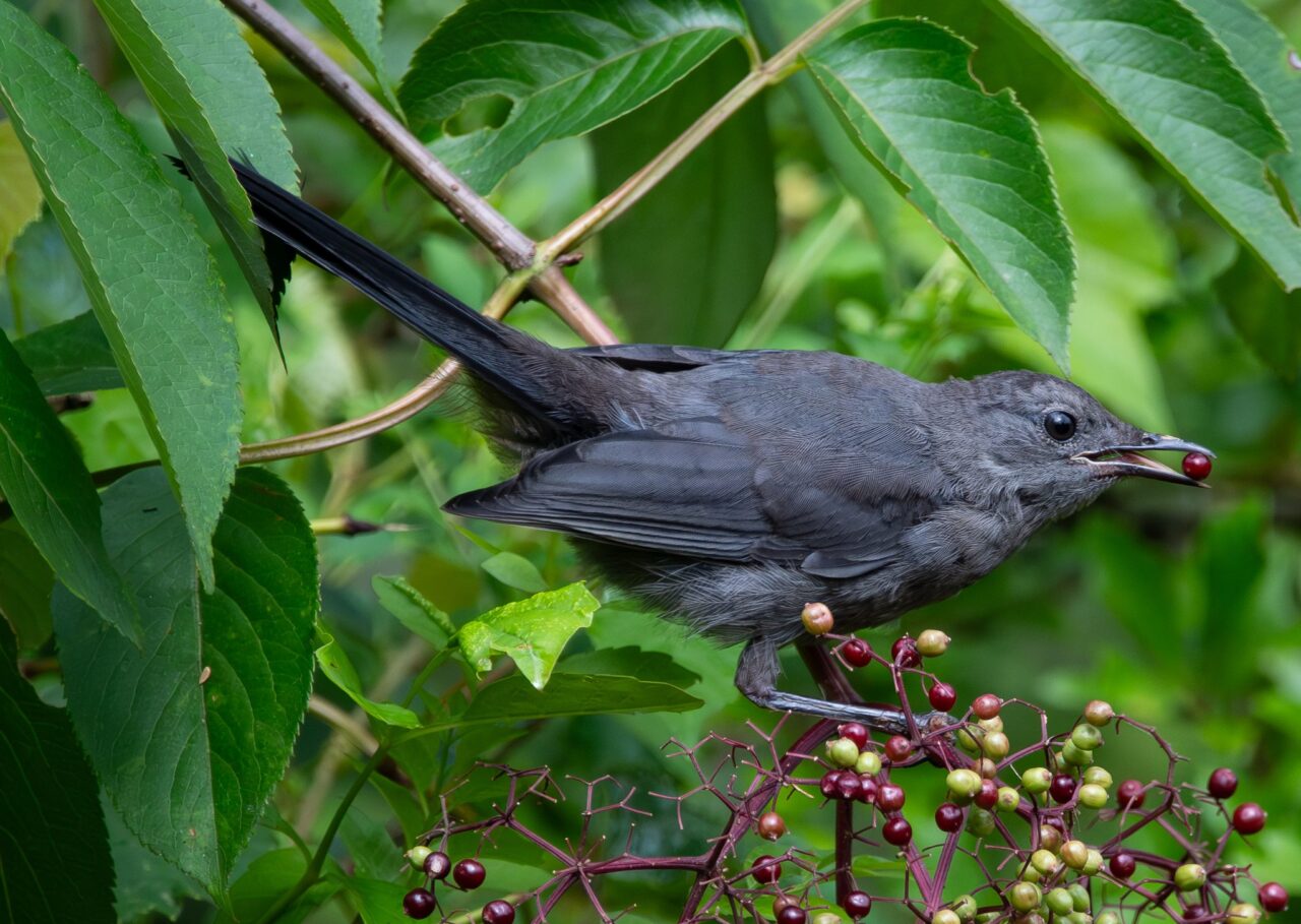 Gray Catbird eating purple berries off a flower cluster at the end of a green shrub.