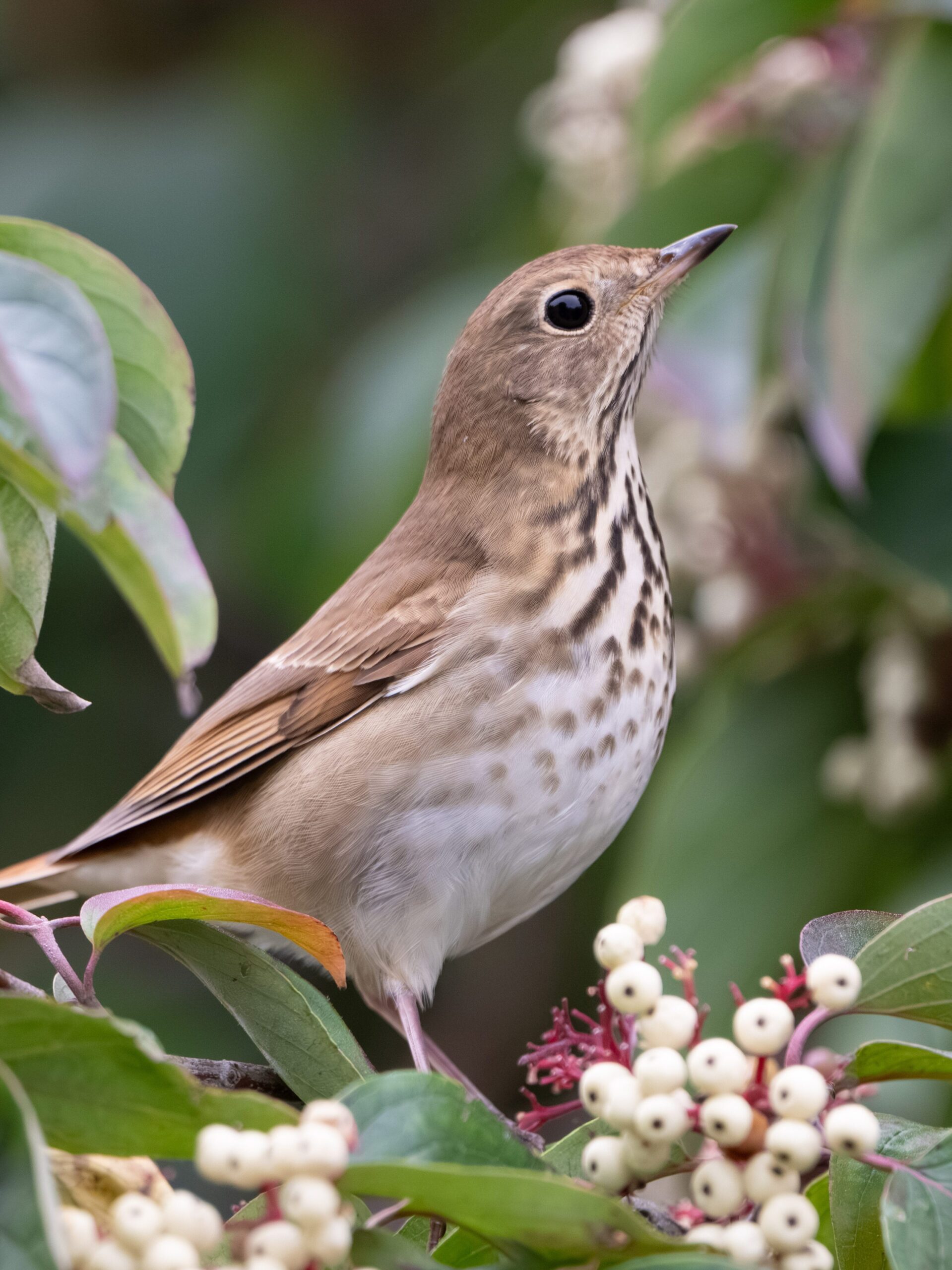 Brown bird with a creamy chest and eye ring accompanied by a speckled dark brown chest eating white berries off a red and green leafed shrub.