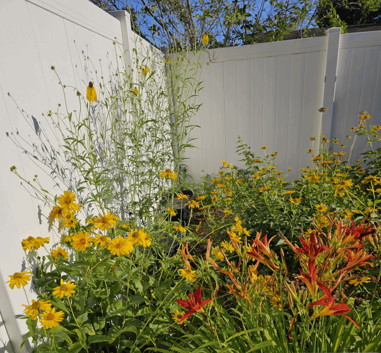 brightly coloured flowers in a corner garden
