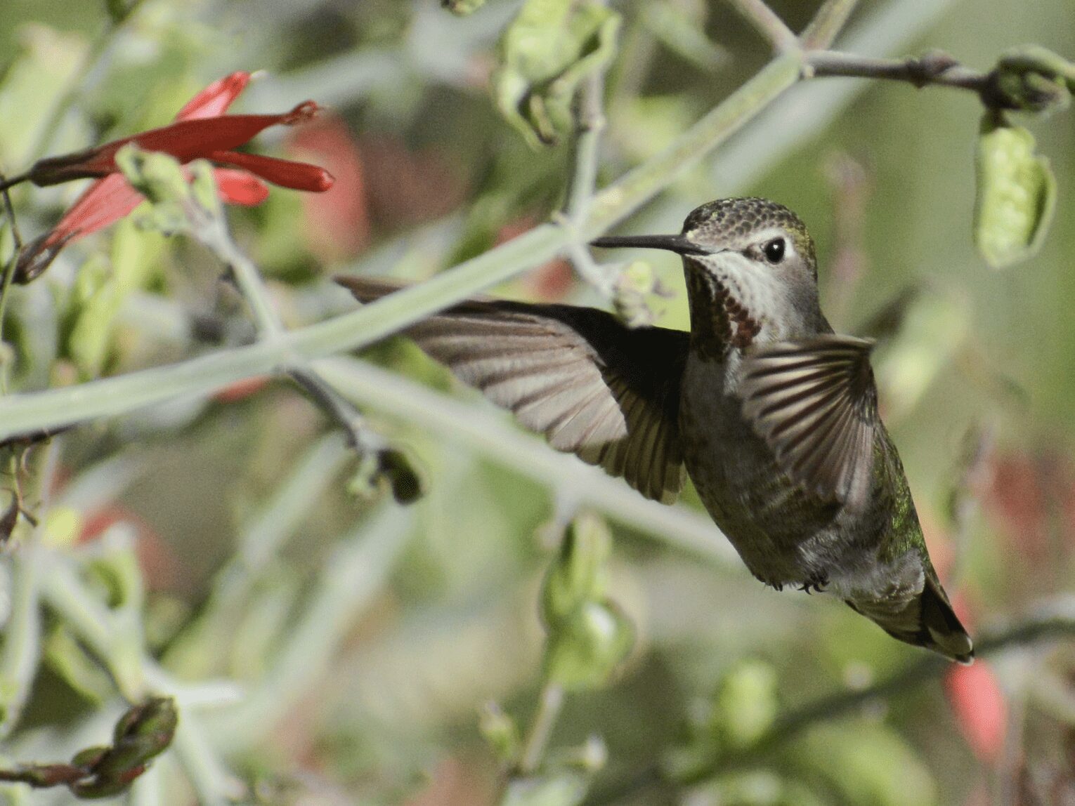 Olive-colored hummingbird feeding on a red flowered shrub.