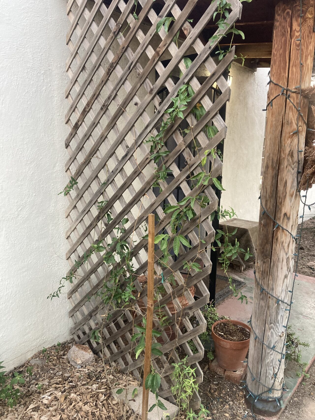 a plant growing on a trellis