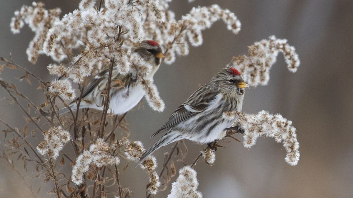 Two brown and white stripped birds with a distinct yellow beak and red cap. Perked on flowers that have gone to seed.