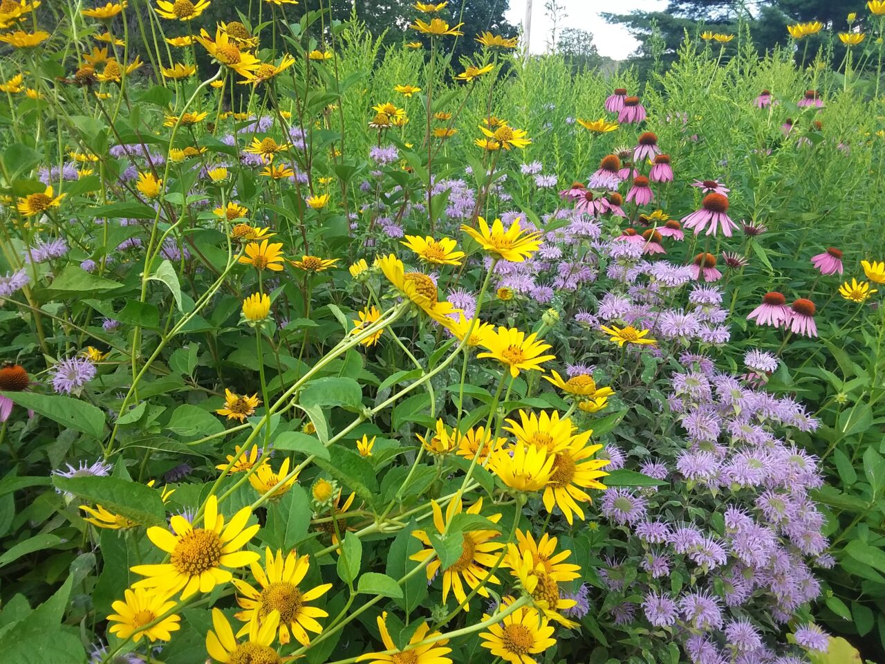 Mixture of yellow, purple and pink flowers in bloom.
