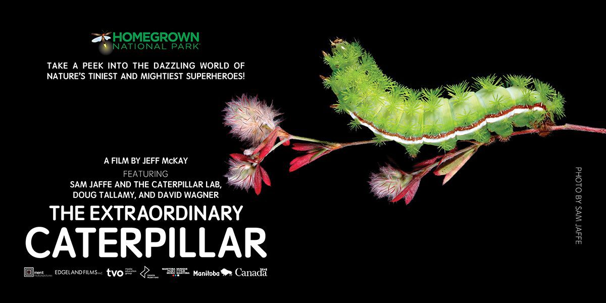 extraordinary caterpillar