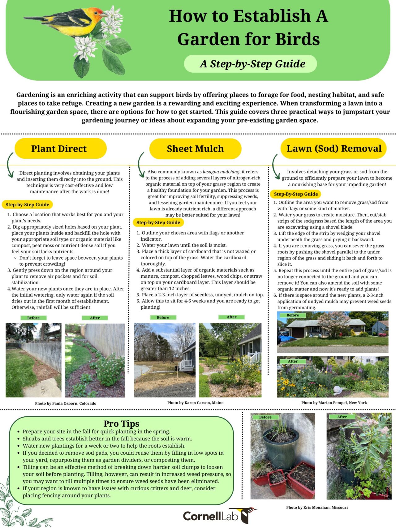 A picture of a step by step guide for different options of how to start a garden. Picture can be downloaded.