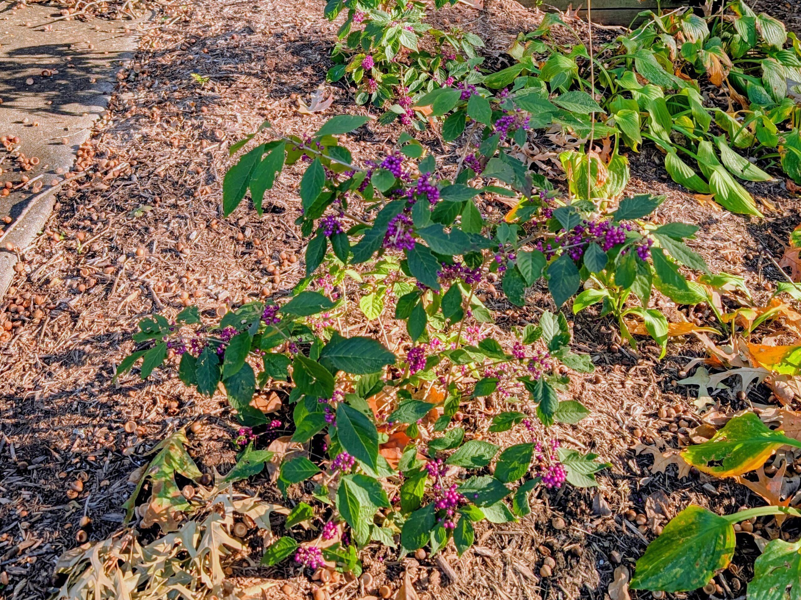 Shrub with green leaves and purple clustered berries close to the stems.