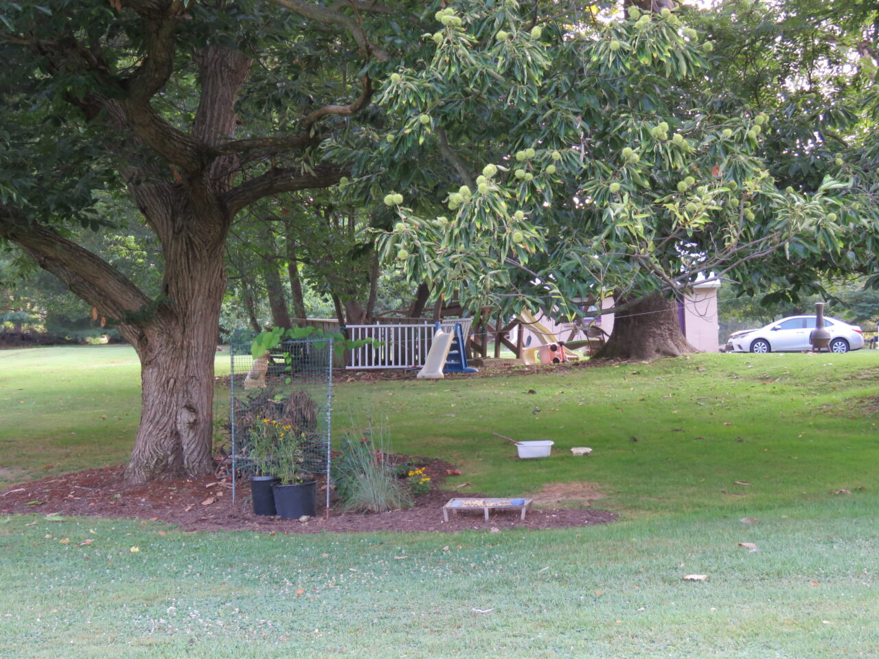 A lawn with some mature trees and a new native plant garden bed