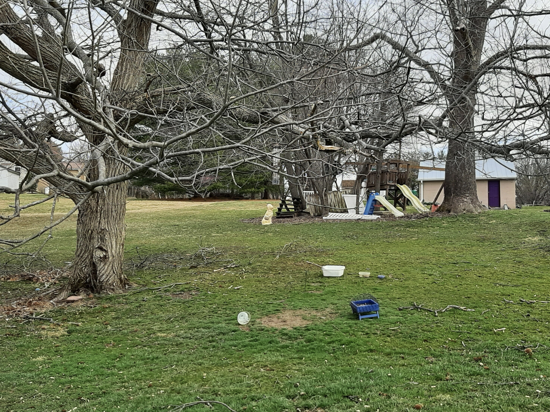 large trees growing in a lawn