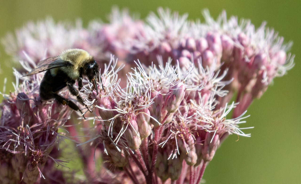 bee on a pink flower
