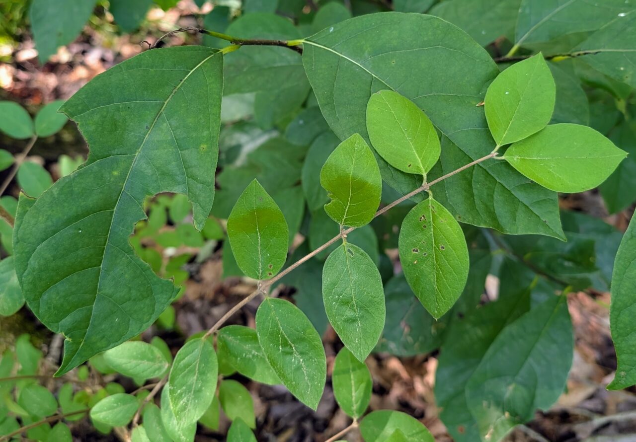 plants with overlapping leaves