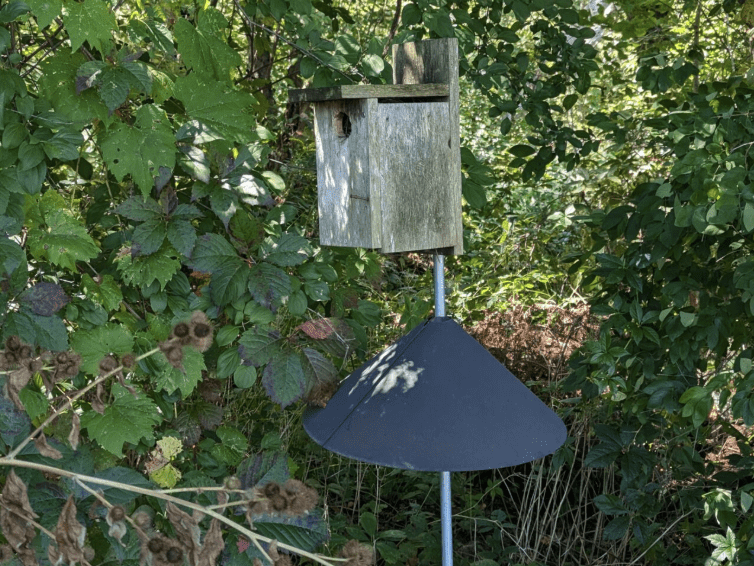 Green treed area with a square nest box mounted on a pole with a black done on the pole facing down to prevent animals from climbing up.