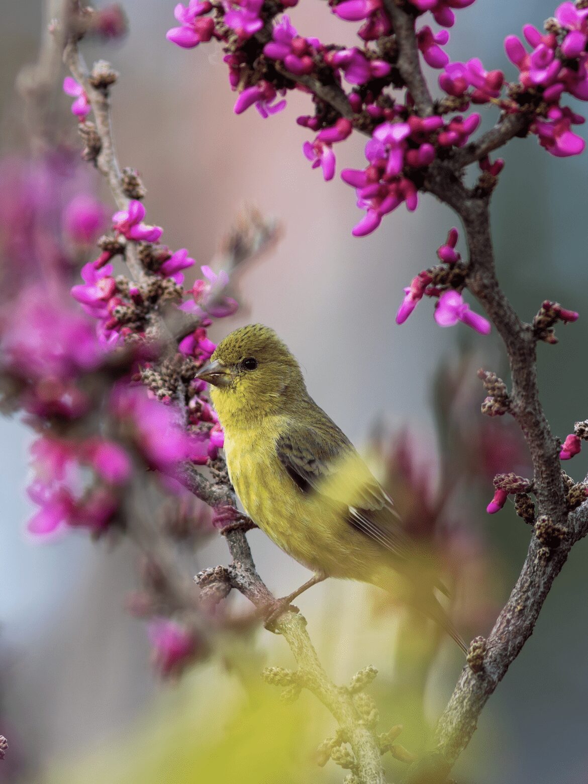 Yellow and olive bird perched in a tree with bright fuchsia buds about to open.