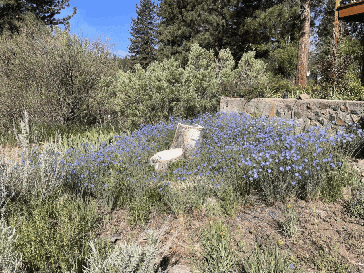 Light purple flowers surround a stump making for a lovely display.