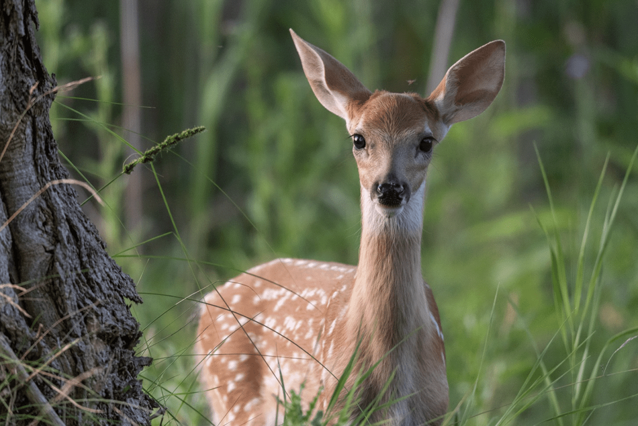 Deer in grass.