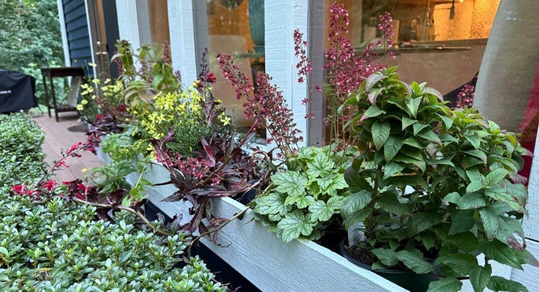 plants with yellow, pinks, and greens