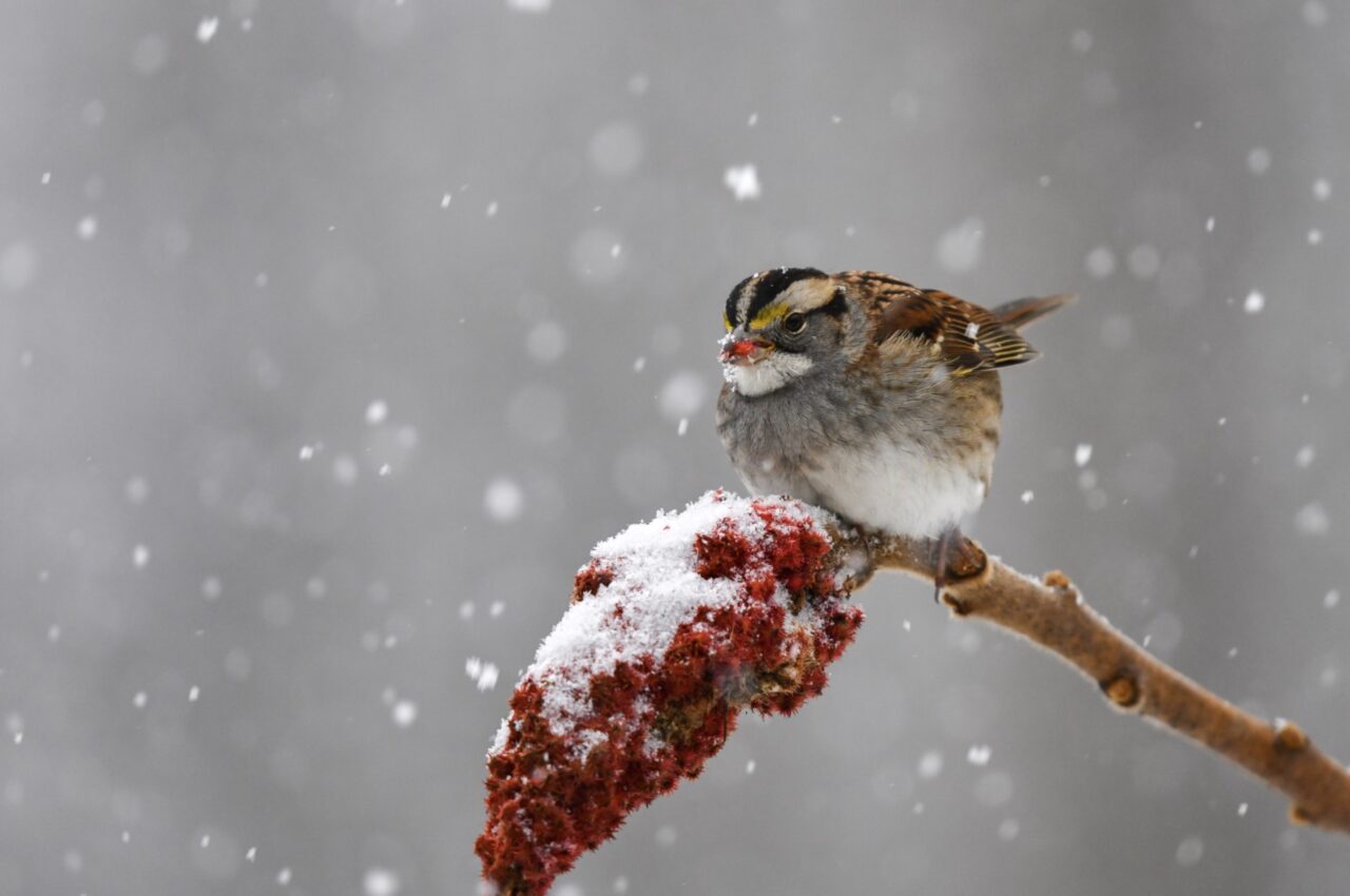 A brown, black, white and yellow sparrow with a white bearded under its chin. This White-throated Sparrow is eating sumac berries in the middle of a snow storm.