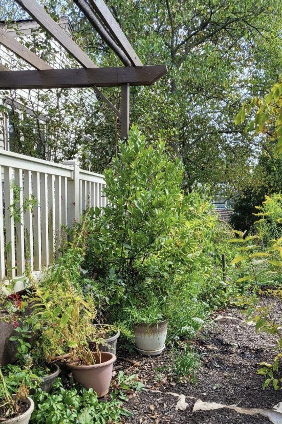 Bright green plants are in pots and planted in the ground on the side of a white deck.