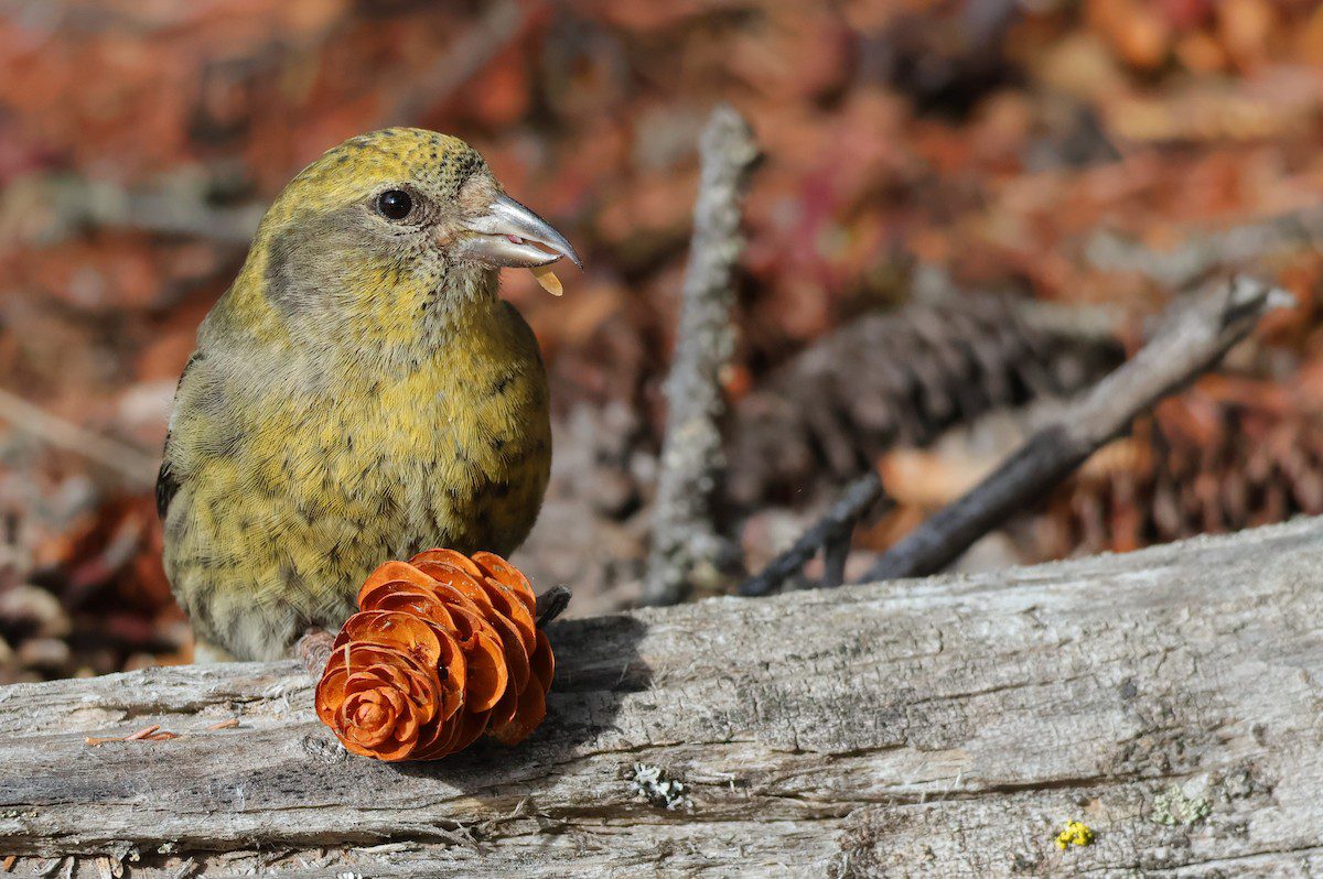 Yellow and brown mottled bird with a crossed bill feeding on a copper colored cone.