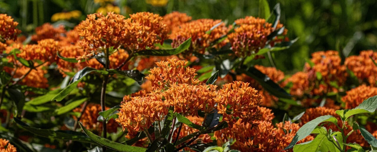 Bright orange flowers reflecting the sunshine.