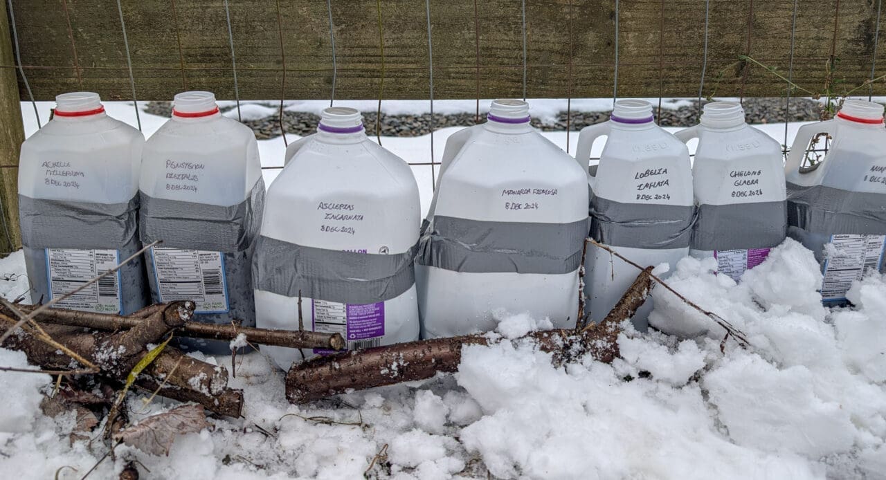 Labeled milk jugs where seeds are being started in the snow for planting in the spring.
