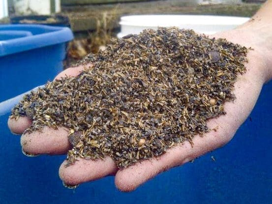 Hand holding a bunch of brown seeds.