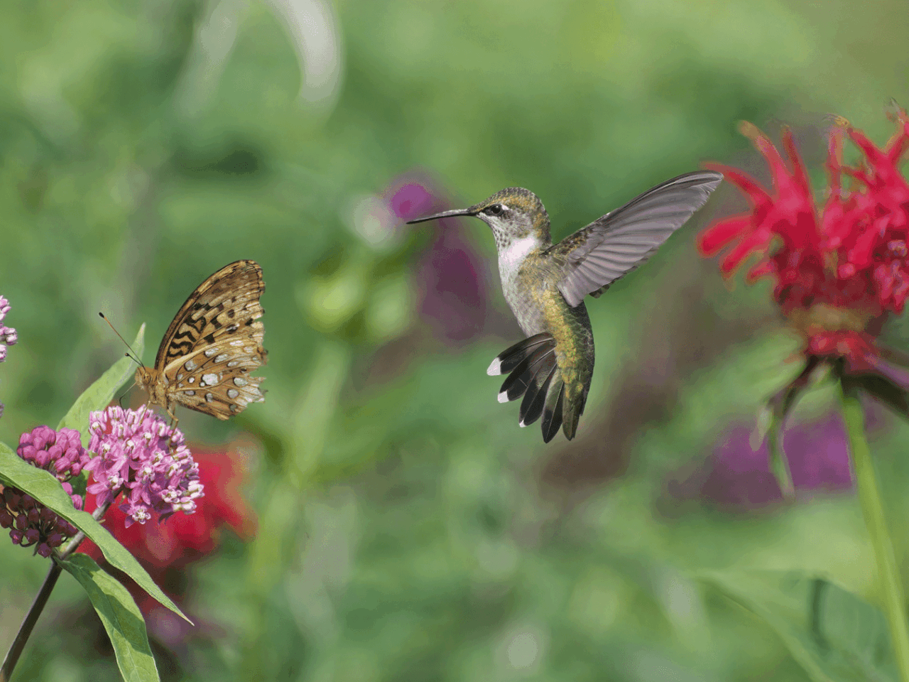 A garden with pink milkweed and red oswego tea that a butterfly is feeding on with an female green and brown Ruby-throated Hummingbird awaiting its turn.