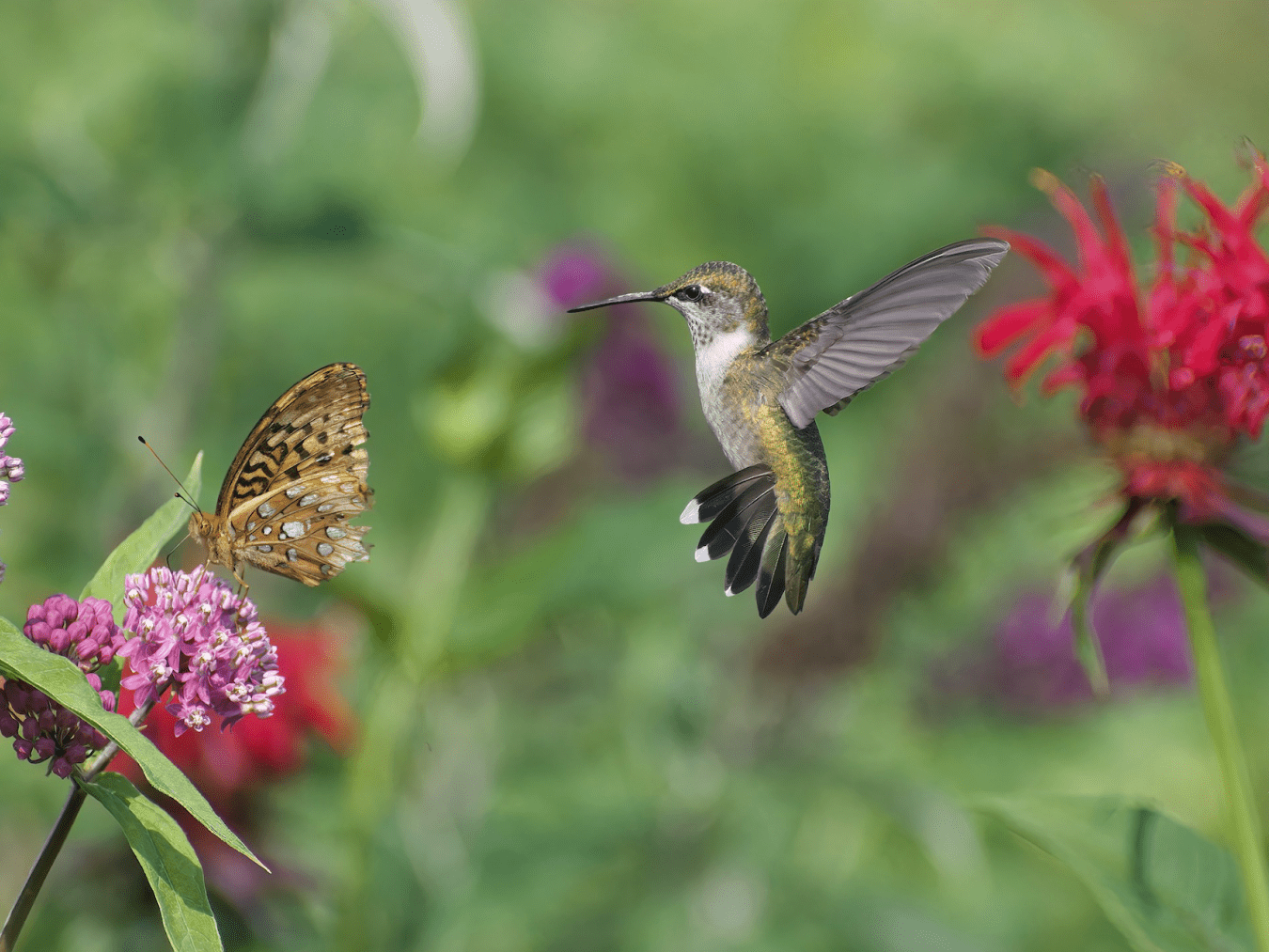 A garden with pink milkweed and red oswego tea that a butterfly is feeding on with an female green and brown Ruby-throated Hummingbird awaiting its turn.