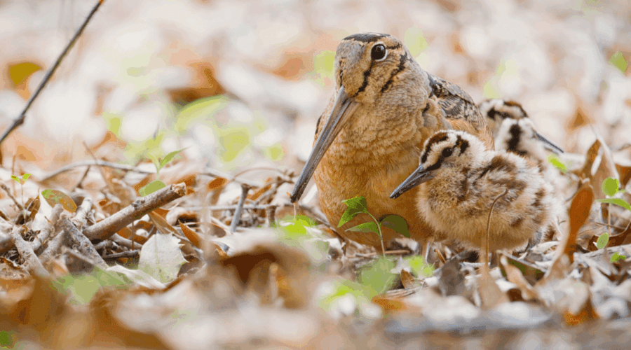 American Woodcock that is a light and dark brown speckled bird with a very long beak for harvesting worms in leaf litter. Pictured here is an adult with a young bird foraging together.