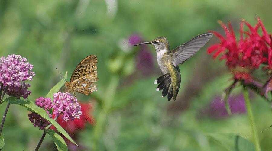 A garden with pink milkweed and red oswego tea that a butterfly is feeding on with an female green and brown Ruby-throated Hummingbird awaiting its turn.