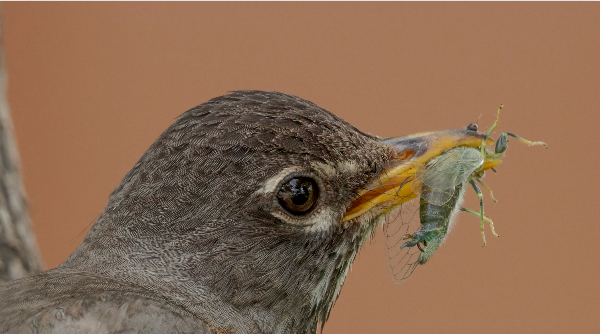 Brown headed, yellow-billed American Robin with a green insect in its mouth.