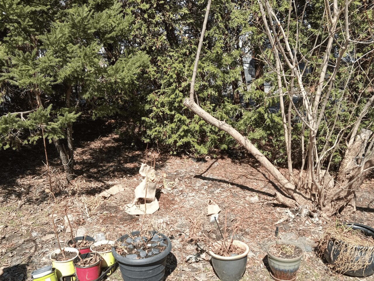 A forested edge with several empty pots or dead plants that will be added.