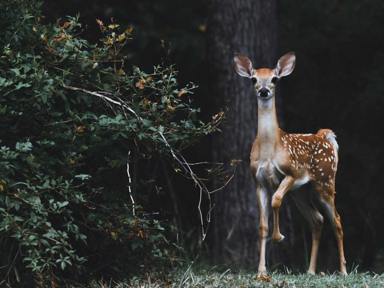 Young brown and white spotted deer with one foot up looking to eat a nearby shrub.