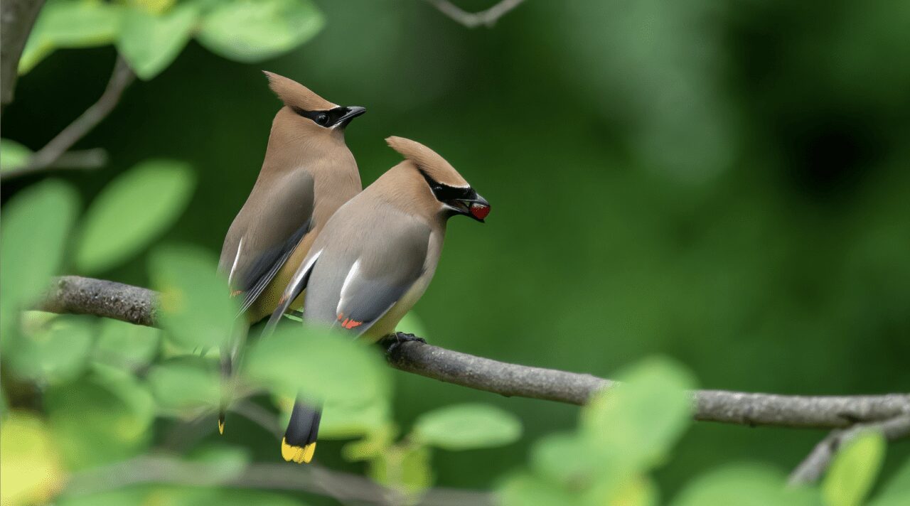 Cedar Waxings perched on a branch.